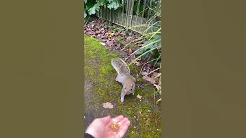 Укусила белка / Squirrel bite #london #укус