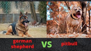 GERMAN SHEPHERD ATTACKS PITBULL