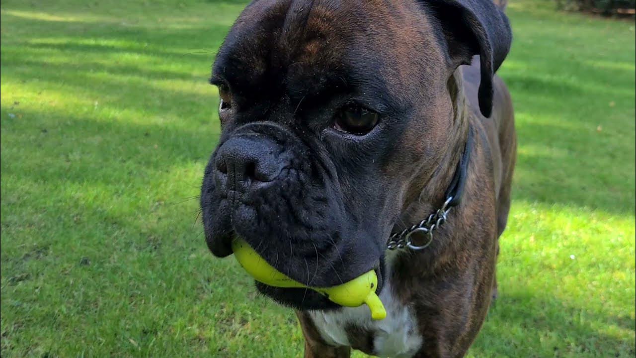 Don't watch this video if you hate cute boxers playing. You have been warned! 😎😁 YouTube