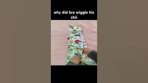 why did bro wiggle that shi #shorts #catshorts #cats