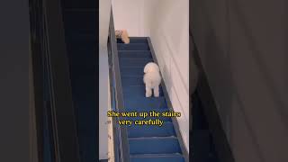 #funny #dogs #pet #dogscats#dogshorts #dog#doglover#doglife