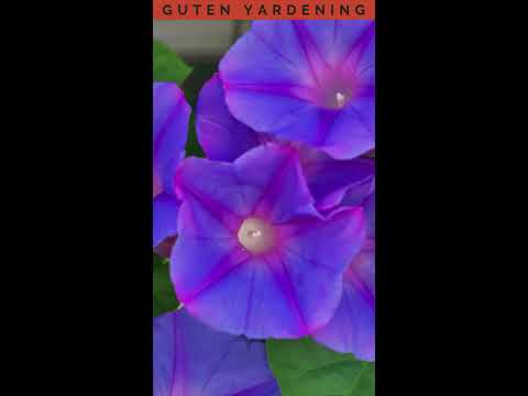 Wideo: Nasiona Morning Glory - Zbieranie nasion z kwiatów Morning Glory
