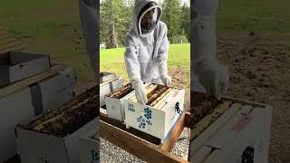 Installing 5 frame honey bee nuc's