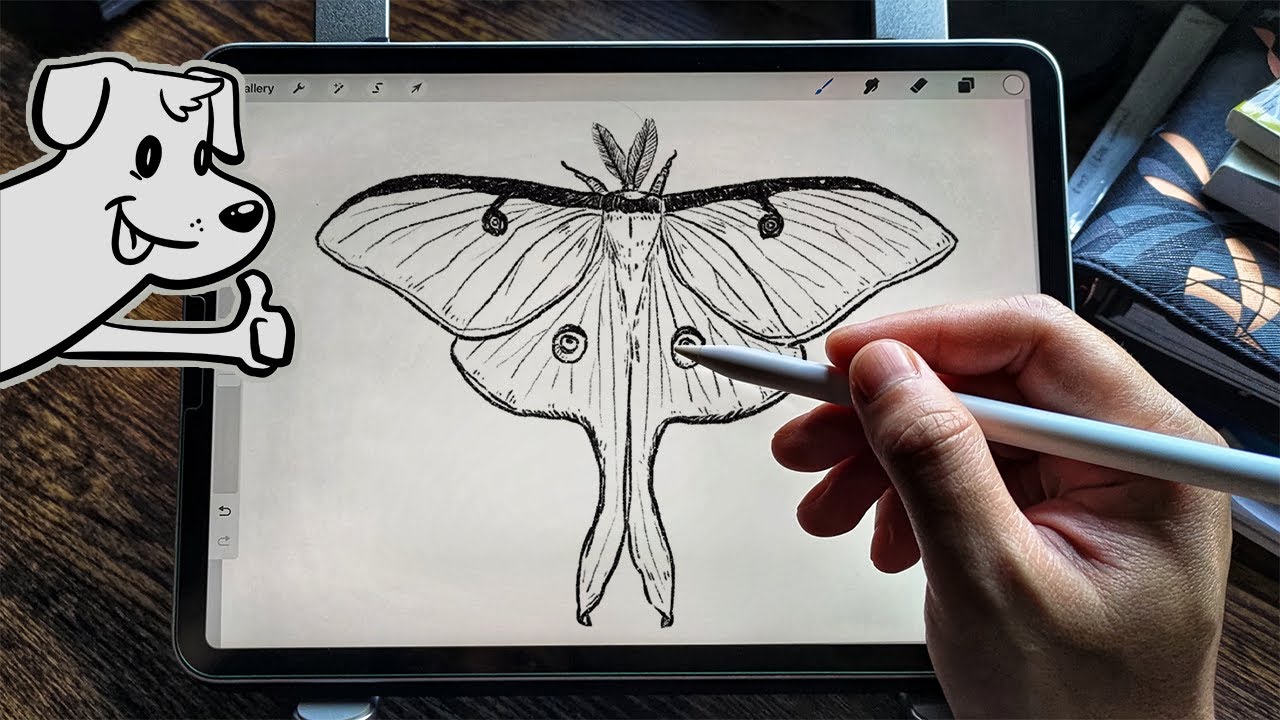 How to draw a Luna Moth 🦋 - YouTube