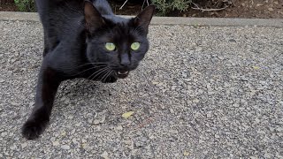 חתול שחור מיילל A black cat meowing