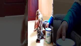 Baebii Bobby Such A Lovely Genlte Boy 11