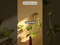 👆how to be happy positive thinking affirmation inspirational positivity #shorts #explore #motivation