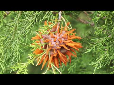 Video: Eastern Red Cedar Tree Information: Wachsende östliche rote Zedern in der Landschaft