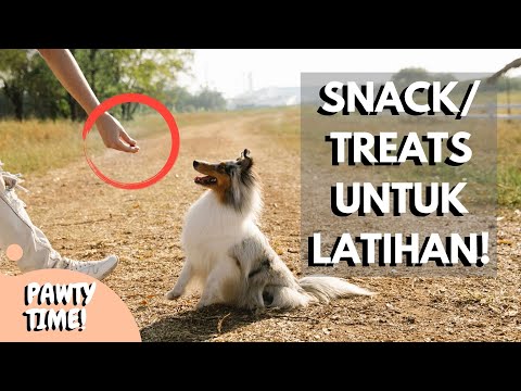 Video: Treats Pelatihan Nilai Tinggi untuk Anjing