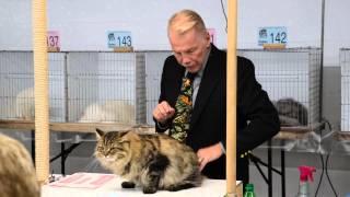 Siberian Cat 'Rocky' Finals at Freestate Feline Fanciers Show by Katzenjammers 1,732 views 9 years ago 58 seconds