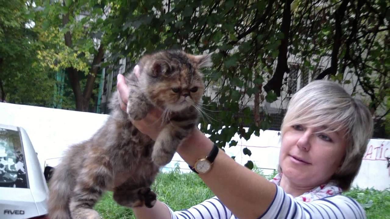 клуб кошек хабаровск Клубная жизнь проф. клубов кошек 2015
