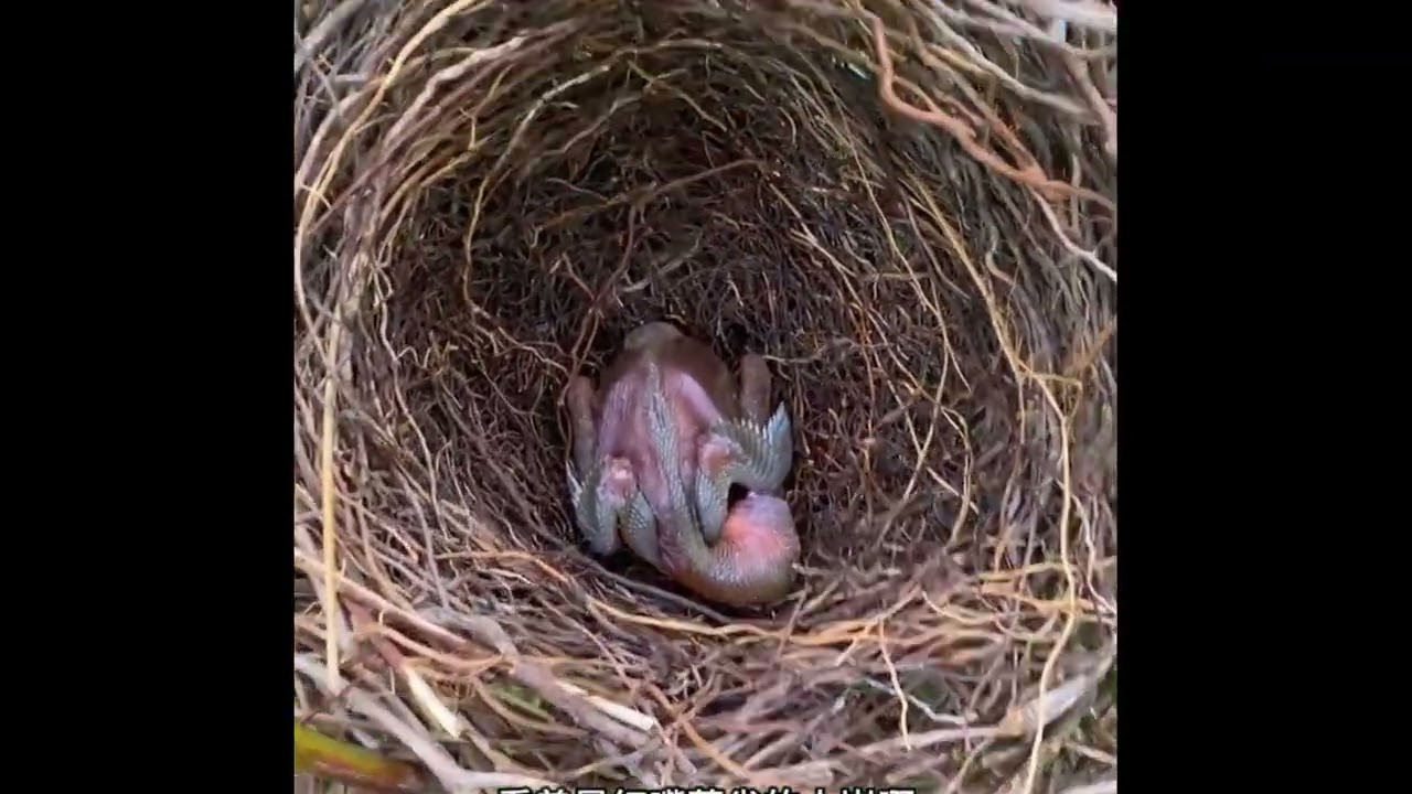 Bird Feeding Their Young Babies - Mother feeding Babies
