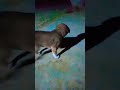 Baby dog   shorts ytshorts baby dog funny dog shortfeeds pawansharmaautowala2