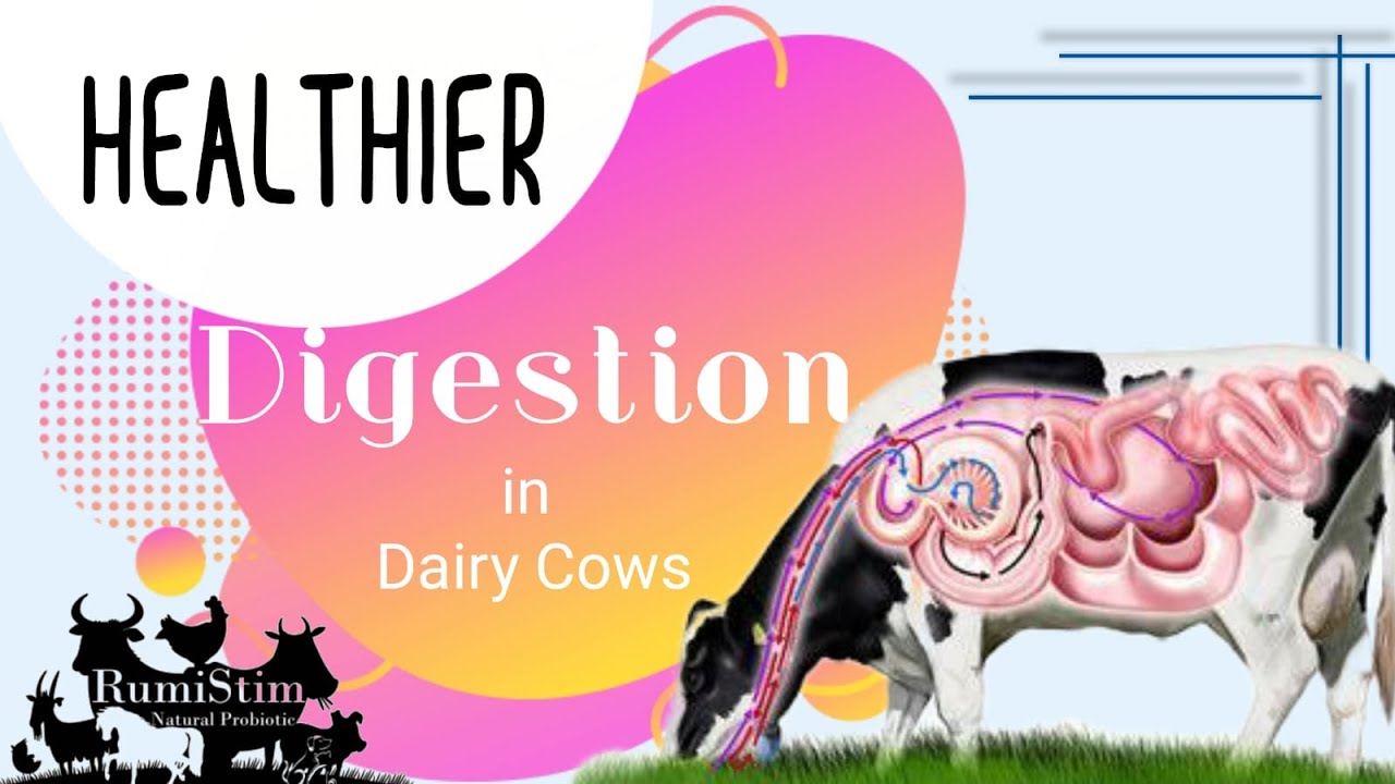 Healthier Digestion in Dairy Cows
