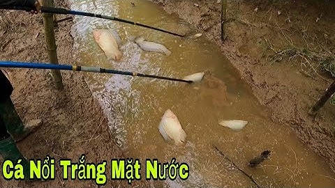 Kích Cá Săn Cá Nước Rút Sau Mấy Ngày Mưa Bão Nước Ngập Ruộng Cá Tụ Theo Đàn Hớt Mãi Không Hết
