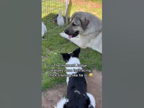 Hi drive border collie training w chicks v livestock guardian dog is