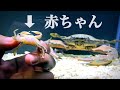 巨大化するカニのベビーです。