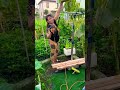 🌻🌻🌻Tayo'y magputol ng sunflower🌻🌻🌻#funny short video😂😂😂😂
