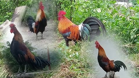 qaib dib pom 2-3 qua zoo -ไก่ต่อf2-3ขันดี