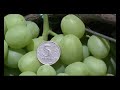 Сорт винограда селекции В. Н. Крайнова Дарья (Daria grapes)