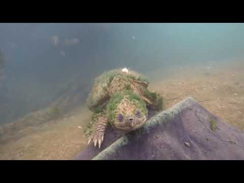 the mother of all snapping turtles #shorts #turtle #animals