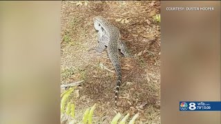 Tegu lizard terrorizing Polk County neighborhood
