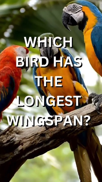 animal-trivia-do-you-know-which-bird-has-the-longest-wingspan