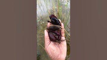 Flooded Fields Teeming with Snails #NicePlaces #FloodedRiver