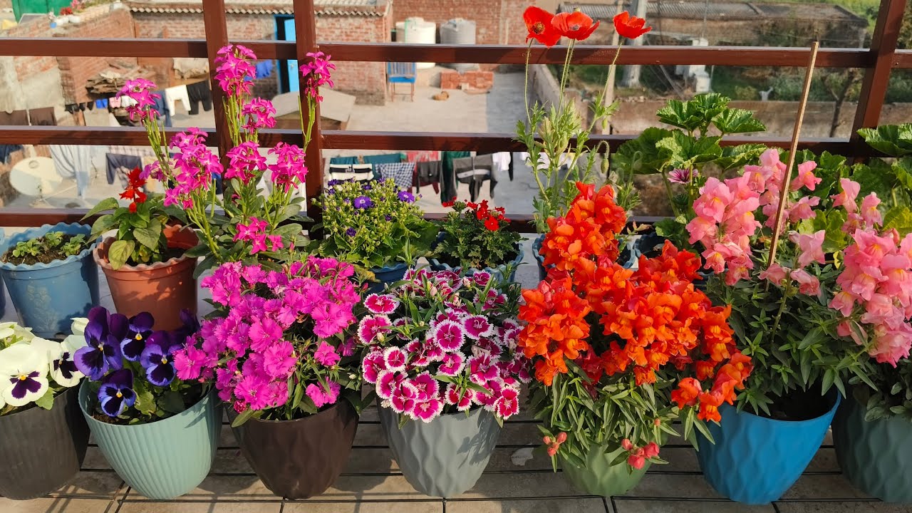 सर्दियों के फूलों की एक आखिरी झलक || Last update of winter's colourful flowers 
