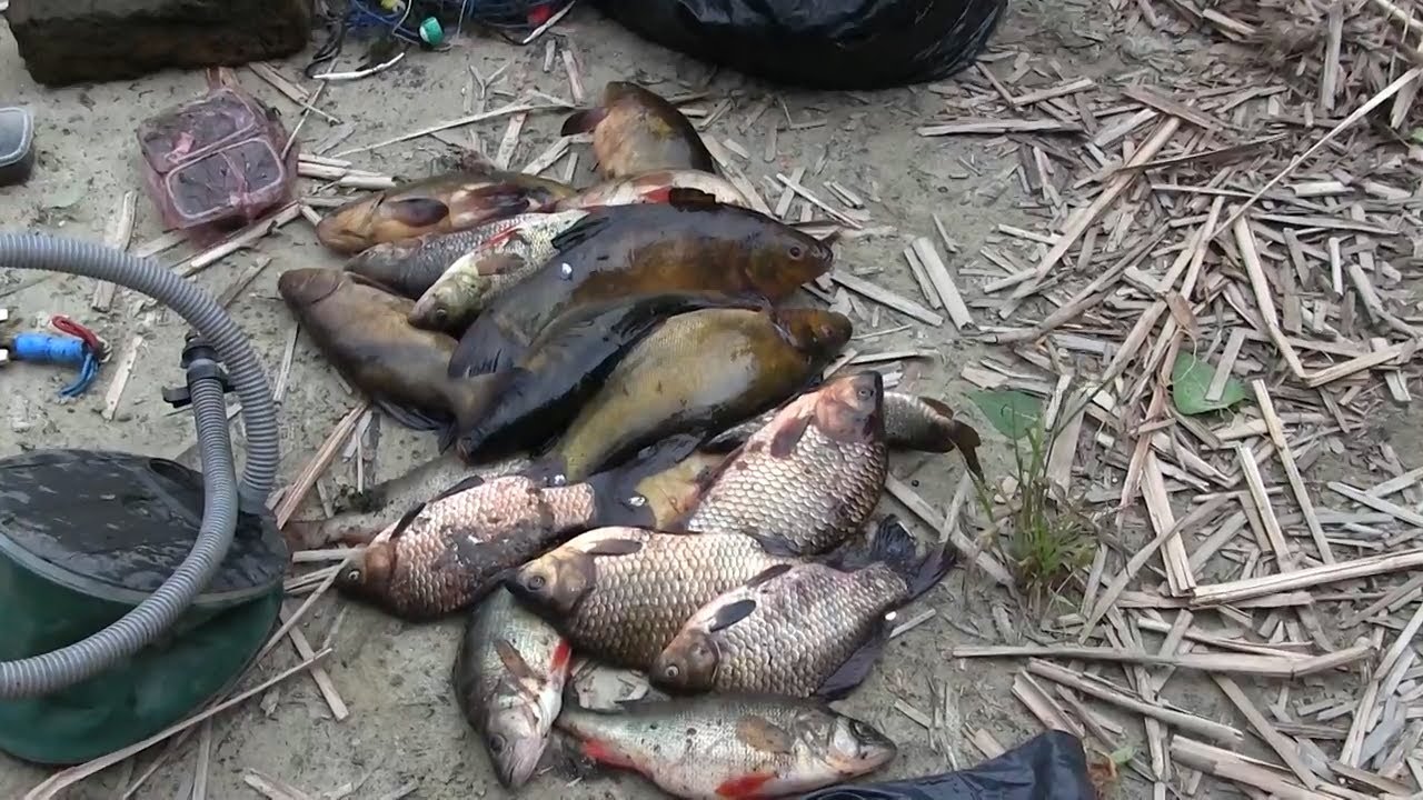 Ловля рыбы запрещена. Нерестовый запрет в Балаковском районе. В Саратове выловили рыбу страшную.