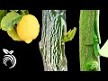 Grafting Lemon Trees – Grafting Fruit Trees by T-budding