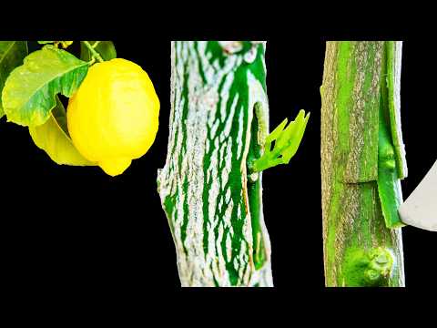 Grafting Lemon Trees – Grafting Fruit Trees by T-budding