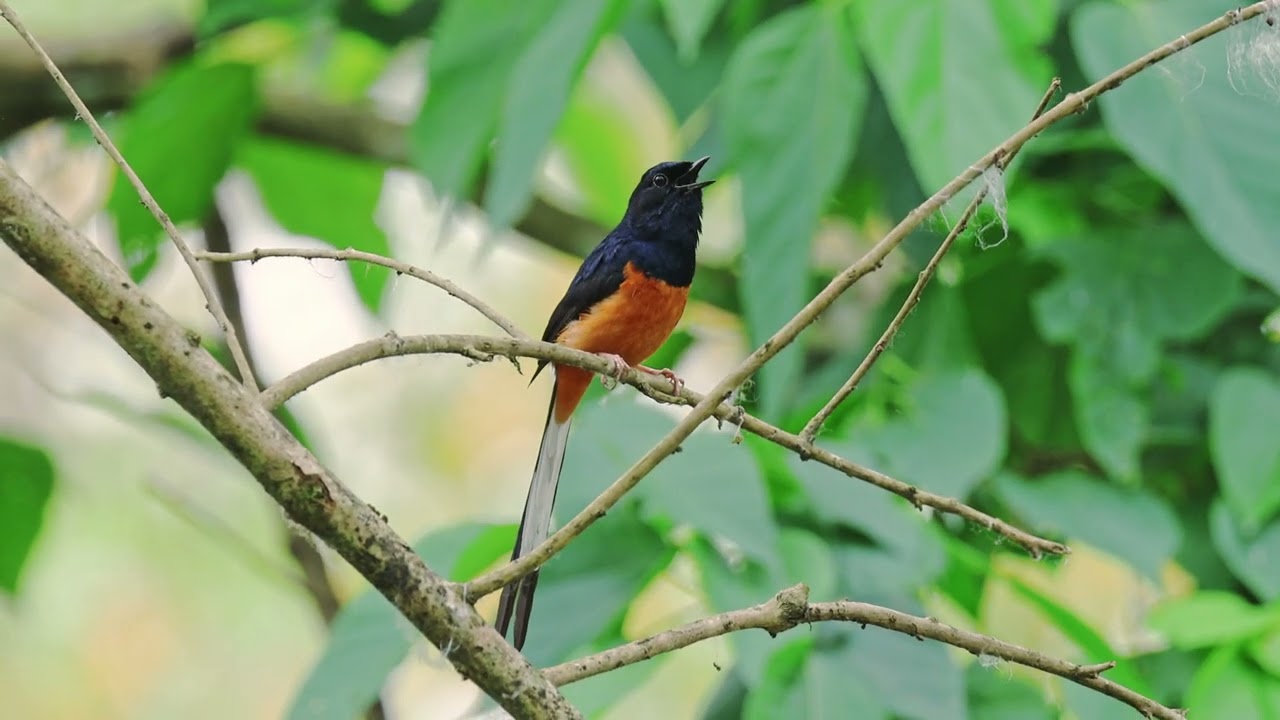 White- Rumped Shama singing (4K) | শামা পাখি l  bird song| 