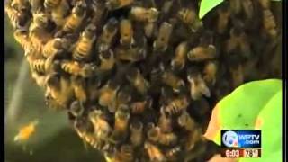 Bees buzzing in Port St. Lucie