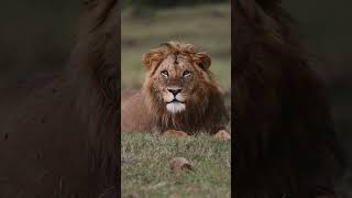 lion is very dangerous predator #wildlife #lion #animals #nature