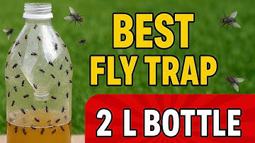 How to Make the BEST 2 Liter Bottle Fly Trap (kills flies fast!)￼