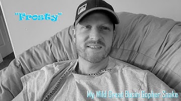 "Frosty", My Wild Great Basin Gopher Snake (Pituophis catenifer deserticola)