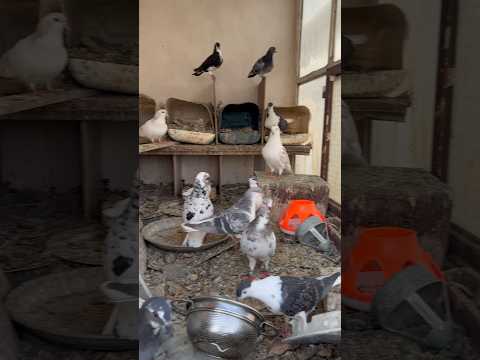 زندان الکاتراز کثیف ترین لانه کبوتر ایران شورت پسرونه بازی