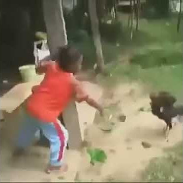 Video lucu anak kecil di kejar2 ayam