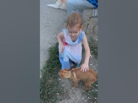 Собака бывает кусачей только от жизни собачей/ собака / Волгоград ...
