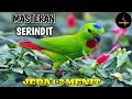 Masteran Burung Serindit Masteran Murai Batu Dengan Jeda Menit Mp3 - Mp4 Download
