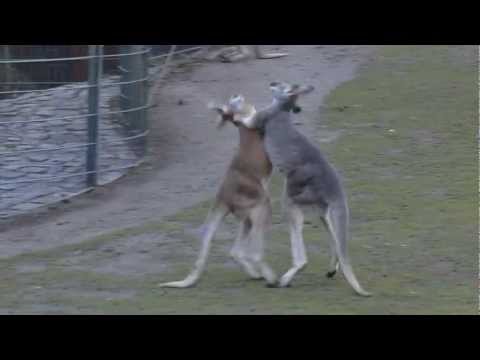 Video: Sequencing Skippy: De Genoomsequentie Van Een Australische Kangoeroe, Macropus Eugenii