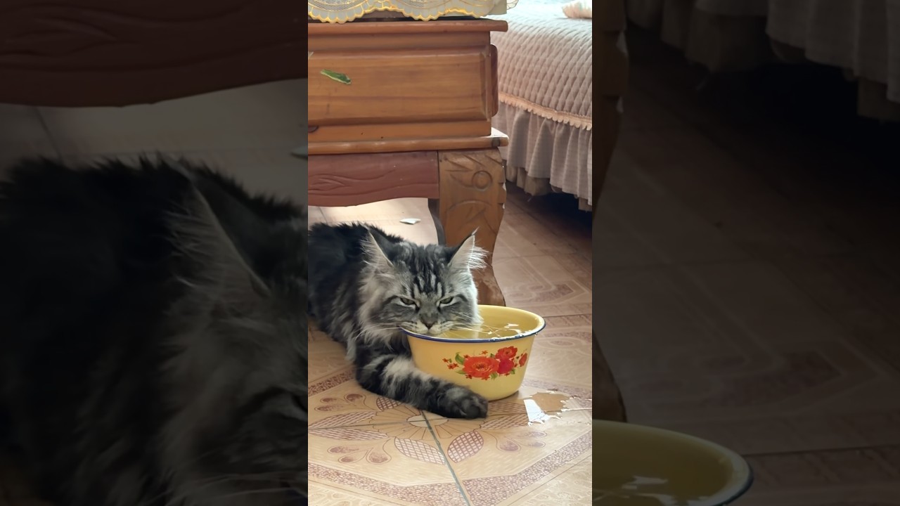 Cat Drinks From Bowl While Lying on Tile Floor