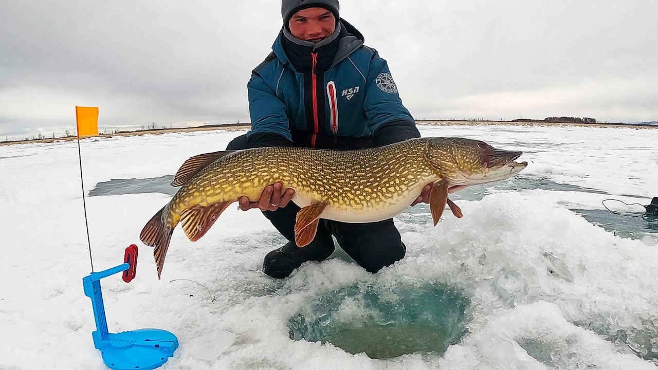 ШОК! Вот это кони! Моя лучшая рыбалка на жерлицы! Щуки монстры!