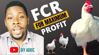 Why Broiler FCR is More Important Than BROILER WEIGHT | Feed Conversion Ratio