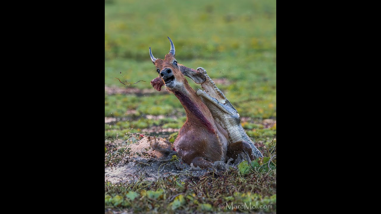 A Puku antelope is chased by Wild Dog  into the jaws of a waiting Crocodile!