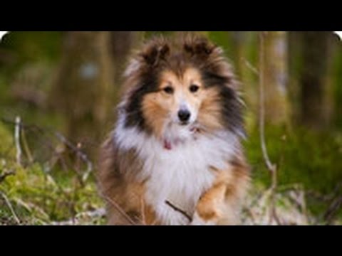 фото шелти собака