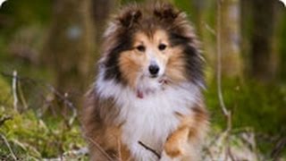 Шелти. Лучшие породы собак. Шелти. Лучшие породы собак.