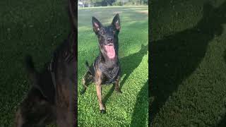 Malinois Dutch Shepherd mix Miley 2 years old #dutchshepherd #malinois #best dog ever