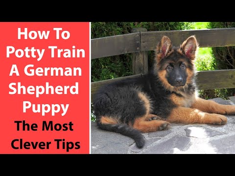 How To Potty Train A German Shepherd Puppy: The Most Clever Tips